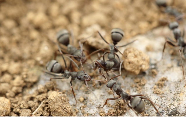 Dawson’s Pest Library