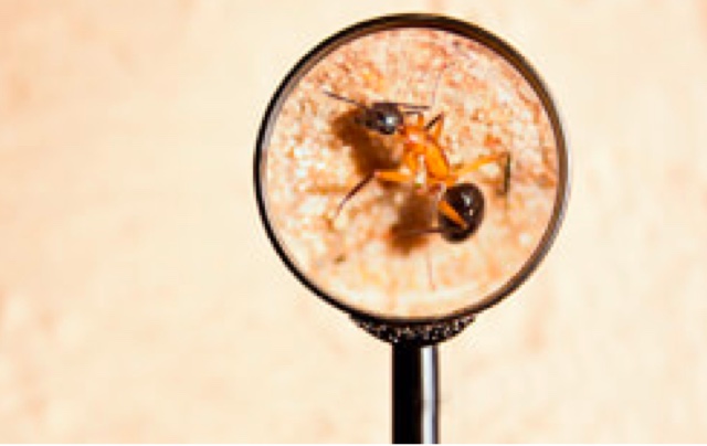 Dawson’s Pest Library