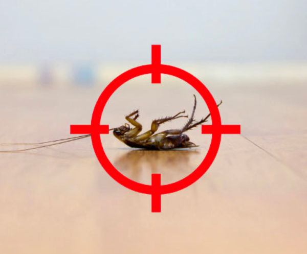 Pest Control Melbourne - Dawson's