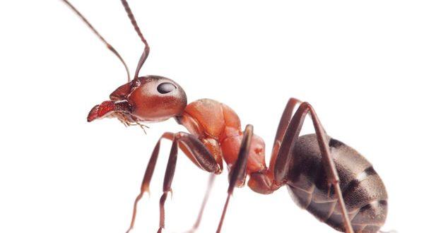 What Attracts Ants to the Home