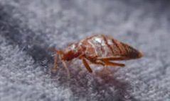 Bed Bugs Pest Control