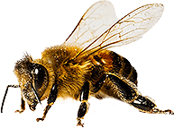 Navigating Bee Swarms in Australia: Summer Challenges and Solutions