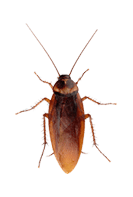 Cockroaches