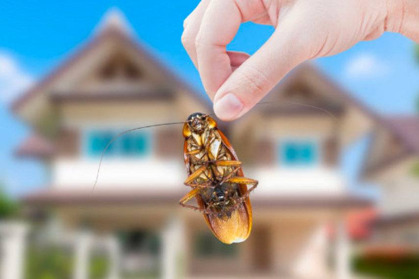 Pest Inspection Melbourne