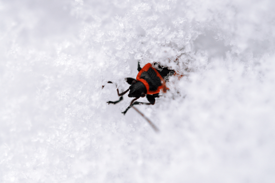 Cool Climate Critters – 6 Tips for Protecting Your Home From Pests this Winter