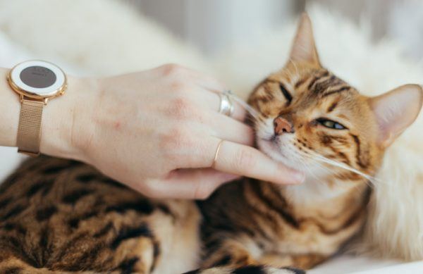 pest control geelong