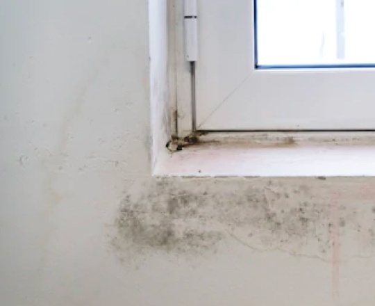 Fungi and Ventilation