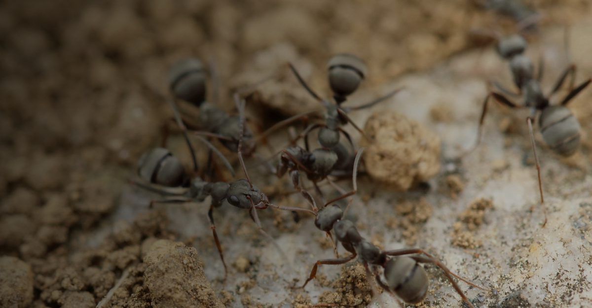 The Pests You Can Expect This Spring – Spiders, Ants & Bees