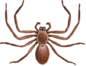 Spider Removal Melbourne