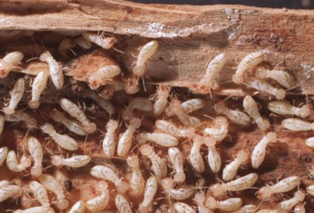 Termite Colony Damage