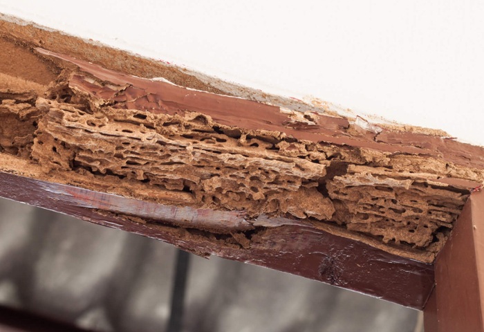 Termite Treatment Melbourne