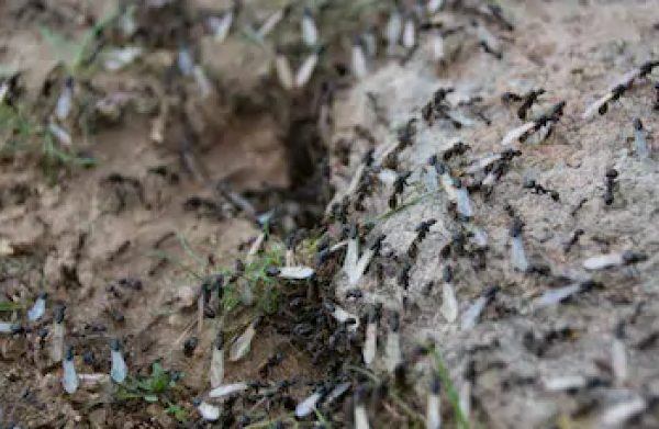 Termite Protection Melbourne