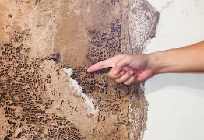 We Answer Your Top Termite Infestation FAQs