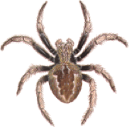 Spider Removal Melbourne