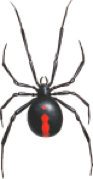 spider pest control