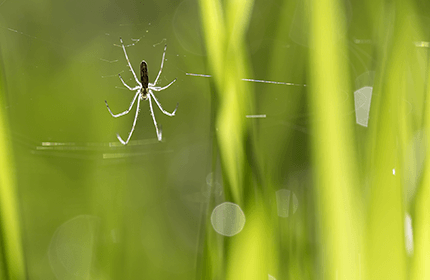 Spring Pests in Season