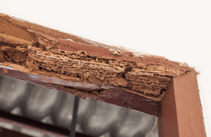 Termite Treatment Melbourne