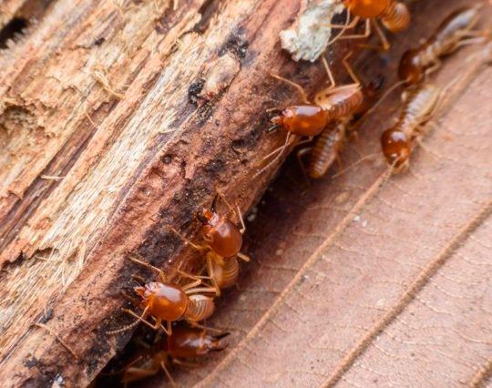 Termite Inspection & Treatment