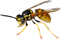 European Wasps