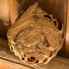 Wasp Nest Removal