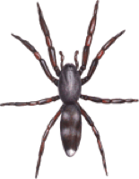 spider control melbourne