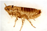 flea pest control