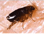 flea control