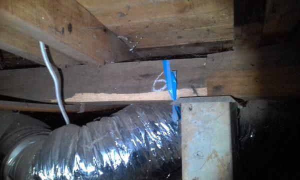 borer pest control melbourne