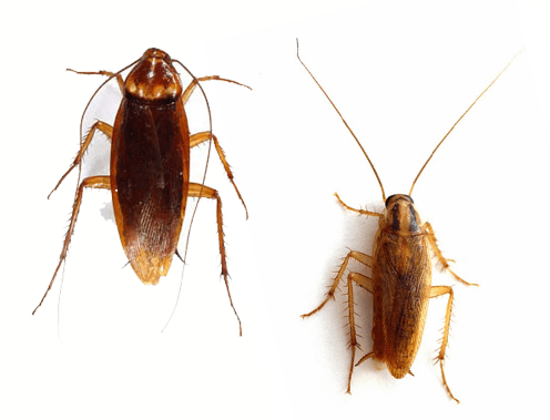 cockroach pest control