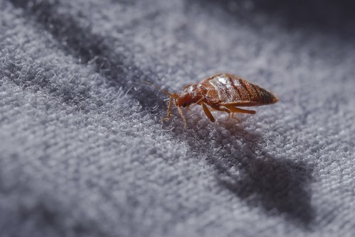 how to get rid of bed bugs