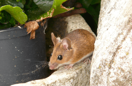 Misconceptions about Mice Infestation
