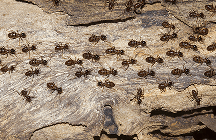 Termite Treatment Vs Termite Bait/Monitoring Systems