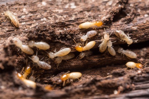 How to Get Rid of Termites