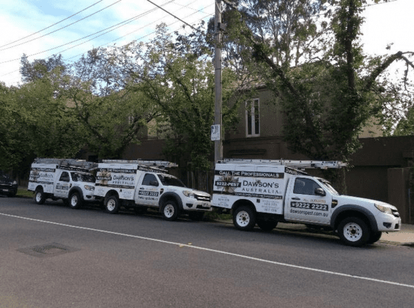 Termite treatment in Toorak