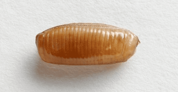 German cockroach egg