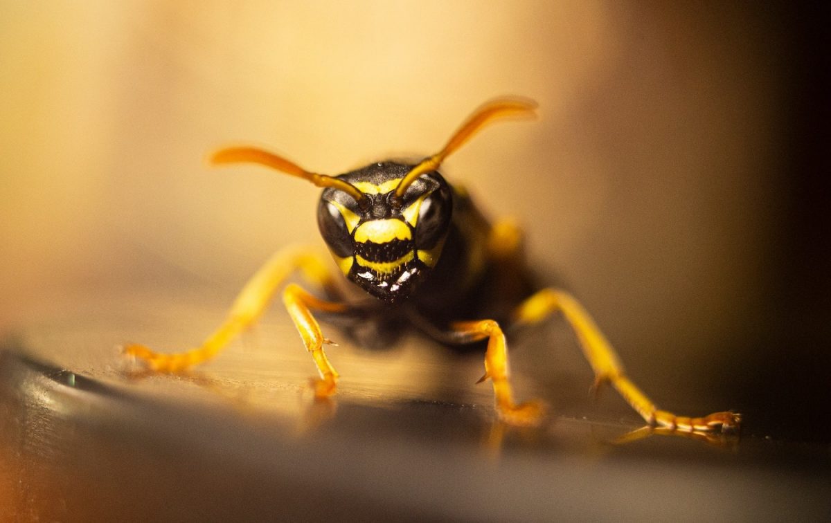 Wasp Removal in Coburg