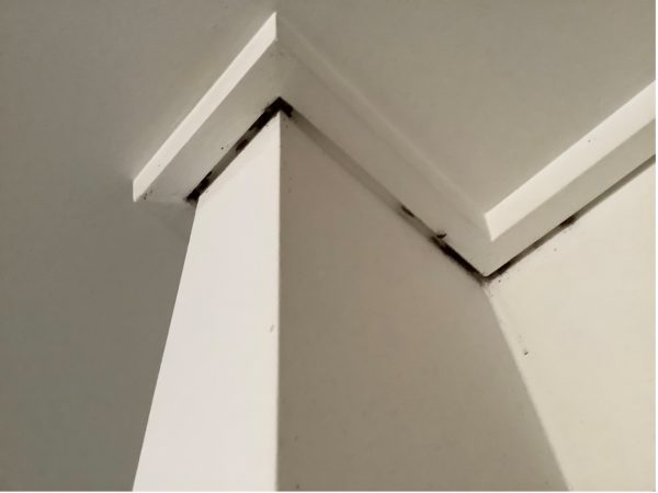 Cockroach infestation in Southbank apartment