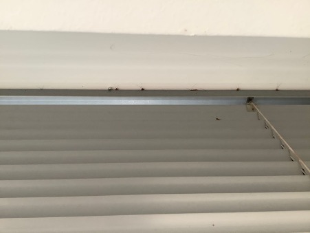 Visible Cockroach infestation Southbank