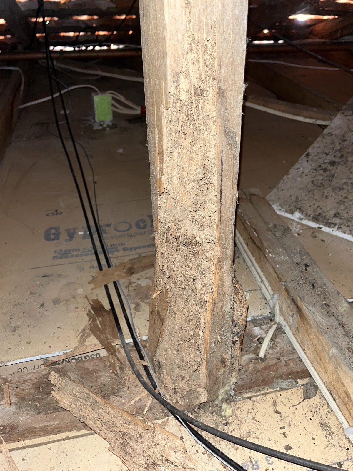 Case Study: The Importance of Pre-Purchase Termite Inspections in Melbourne