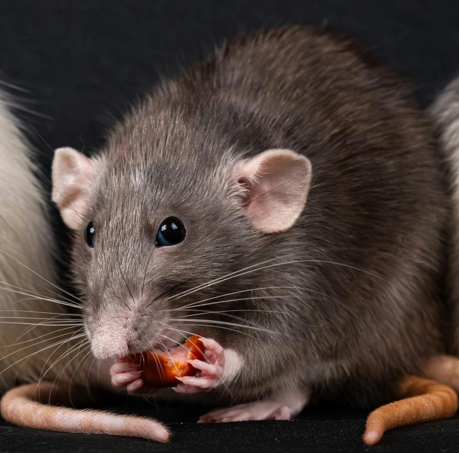 Pest Control Kalkallo