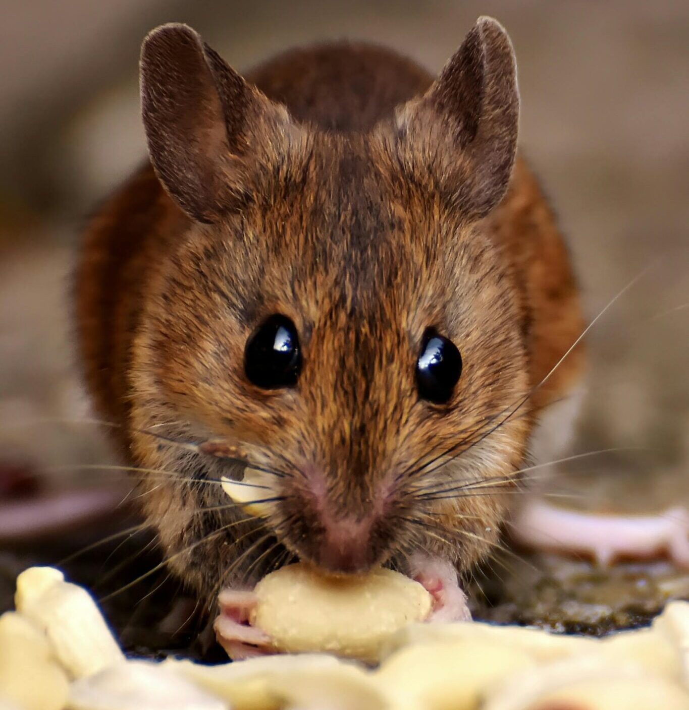 Pest Control Pakenham