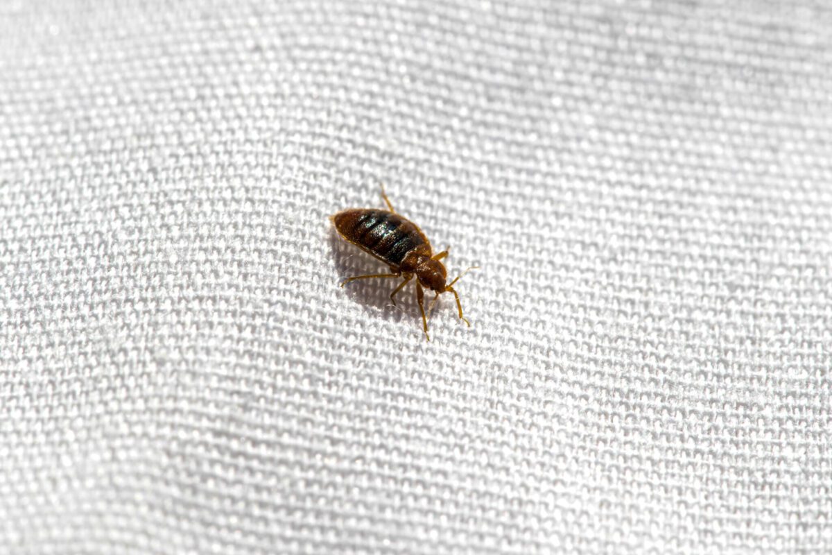 Same-Day Bed Bug Treatment Services in Melbourne